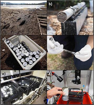 Oxygen Consumption and Sulfate Reduction in Vegetated Coastal Habitats: Effects of Physical Disturbance